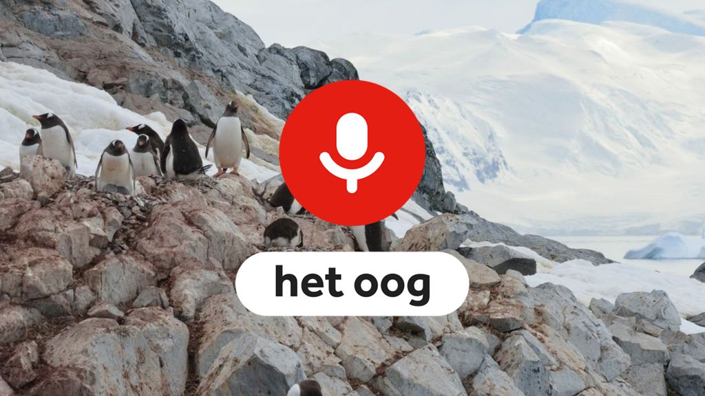 Podcast Oog: Iraanse protesten, broedende pinguïns en muzieknieuws