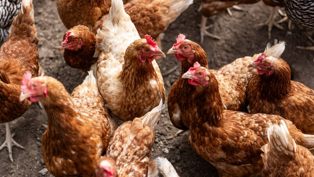 Vogelgriep vastgesteld op pluimveebedrijf Vlagtwedde, 35.000 leghennen gedood