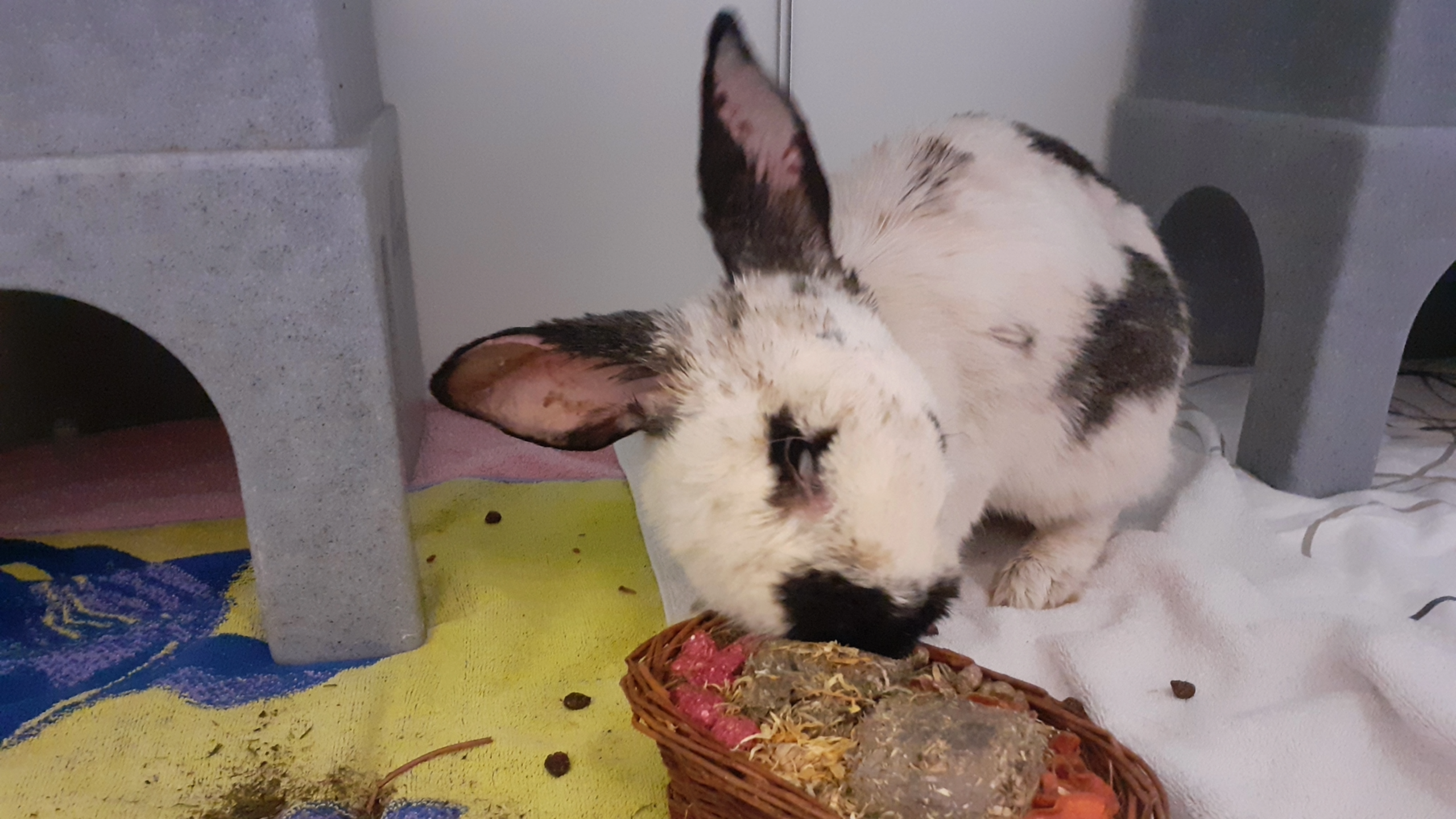 Verwaarloosde konijnen gedumpt in weiland bij Geleen: een was zwanger, kleintjes hebben het niet gered