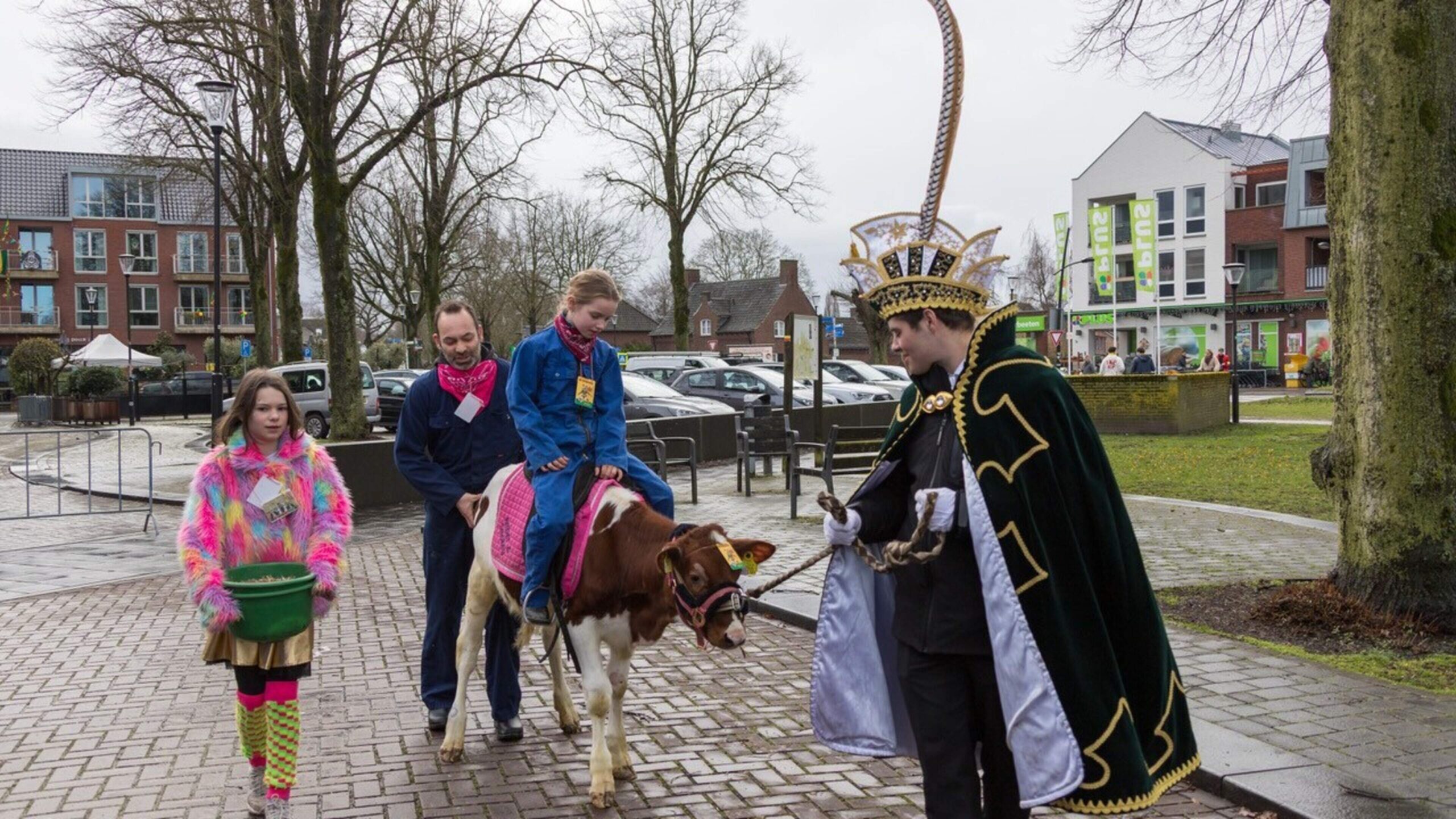 Carnavalsvereniging in Overloon geniet van ludiek spel met poepend kalf; dierenorganisatie ziet enkel leed en stress: ‘Dit is mishandeling’